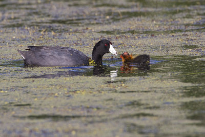 american coots 071109_MG_4661