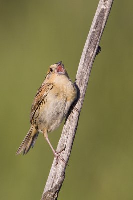 leconte's sparrow 071109_MG_4823