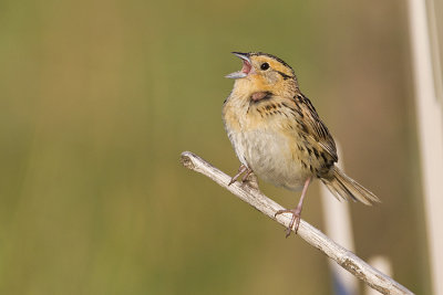LeConte's Sparrows
