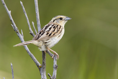 leconte's sparrow 071209_MG_5484