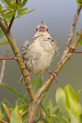leconte's sparrow 071209_MG_5721