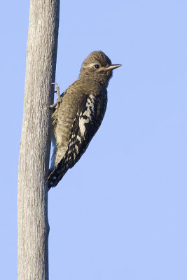 yellow-bellied sapsucker 071109_MG_4898