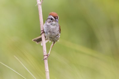 swamp sparrow 071209_MG_5200