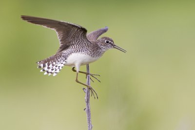 solitary sandpiper 071209_MG_5376