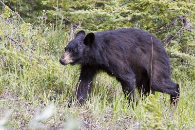 black bear 071909_MG_6882