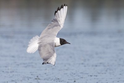 Bonaparte's Gulls
