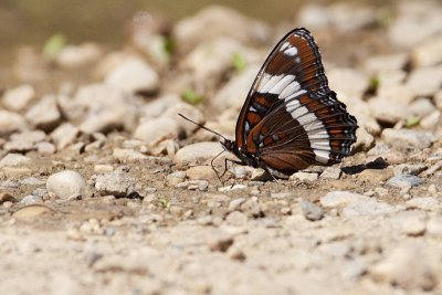 White Admiral 072509_MG_7172