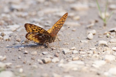 Great Spangled Fritillary 072509_MG_7307