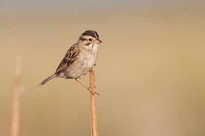clay-colored sparrow 072609_MG_8482