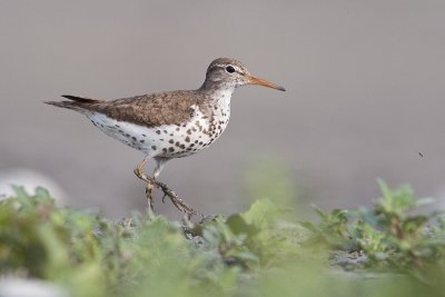 Solitary & Spotted Sandpipers
