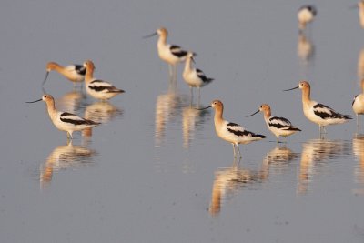 american avocets 073109_MG_8964