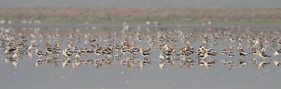 american avocets 080209_MG_9627