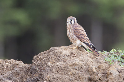 american kestrel 080309_MG_0946