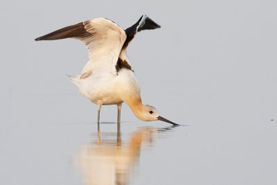 american avocet 080809_MG_2048