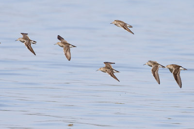 pectoral sandpipers 080809_MG_1395