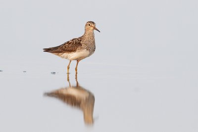 pectoral sandpiper 080809_MG_2293