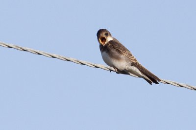 bank swallow 081509_MG_2706