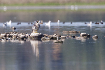 peregrine falcon 081609_MG_2928