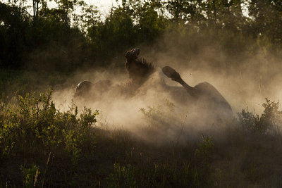 bison 081609_MG_3066