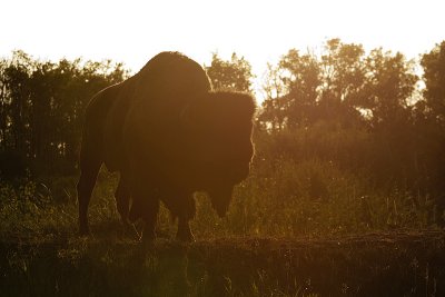 bison 081609_MG_3184