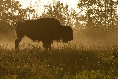 bison 081609_MG_3207