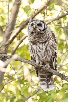 barred owl 081909_MG_3351