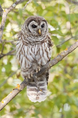 barred owl 081909_MG_3400