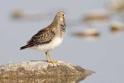 pectoral sandpiper 082209_MG_4107