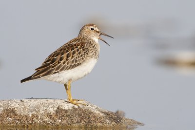 pectoral sandpiper 082209_MG_4146