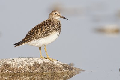 pectoral sandpiper 082209_MG_4178