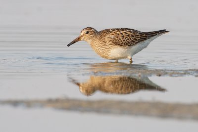 pectoral sandpiper 082209_MG_4521