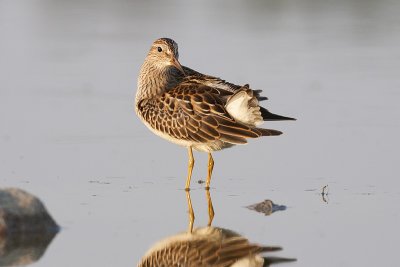 pectoral sandpiper 082209_MG_4526