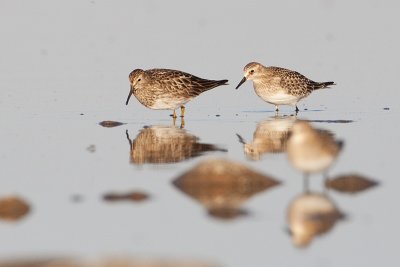 pectoral & baird's sandpipers 082409_MG_5202