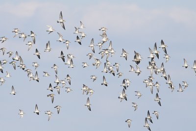 shorebirds 082409_MG_4711