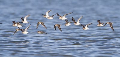 shorebirds 082409_MG_4806