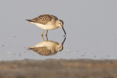 stilt sandpiper 082209_MG_4466