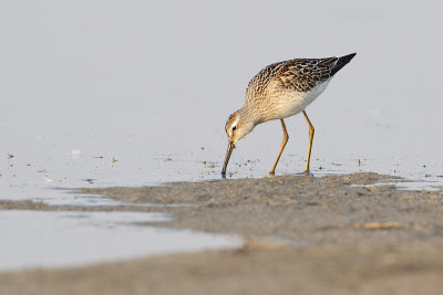 stilt sandpiper 082209_MG_4481