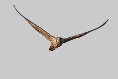 peregrine falcon 082909_MG_7990