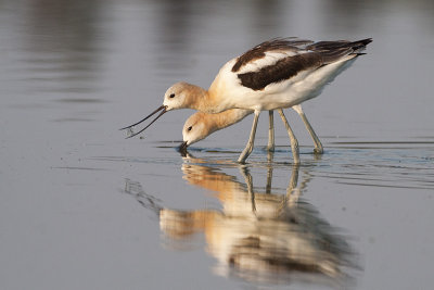 american avocet 082209_MG_4528