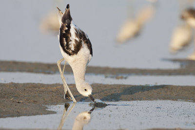 american avocet 082209_MG_4564