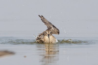 bairds sandpiper 082209_MG_3827