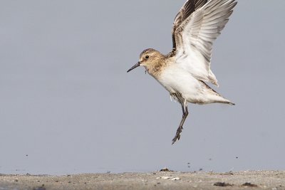 baird's sandpiper 082209_MG_3853