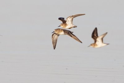 baird's sandpiper 082409_MG_5219