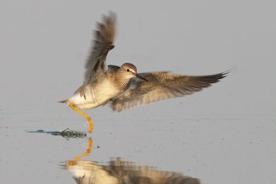 lesser yellowlegs 082209_MG_4536