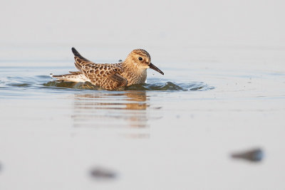 baird's sandpiper 083109_MG_8822