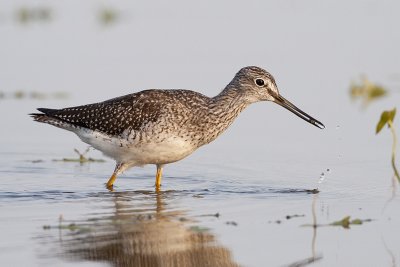 greater yellowlegs 082909_MG_6790