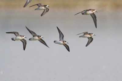 red-necked phalaropes 082709_MG_6184