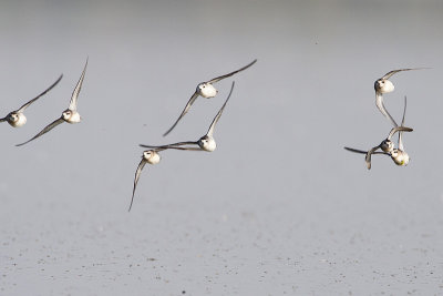 red-necked phalaropes 082709_MG_6189