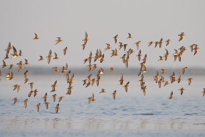 shorebirds 082909_MG_8140