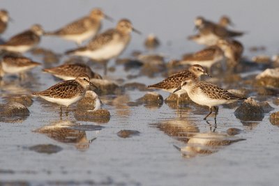 shorebirds 083109_MG_8655